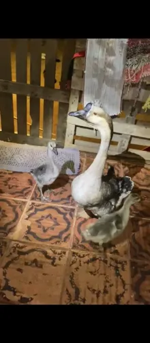 Vende esse ganso macho e duas filhote fêmea