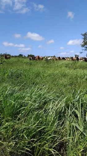 50 hectares há 135 km de Belém do Pará porteira fechada R$530 Mil reais