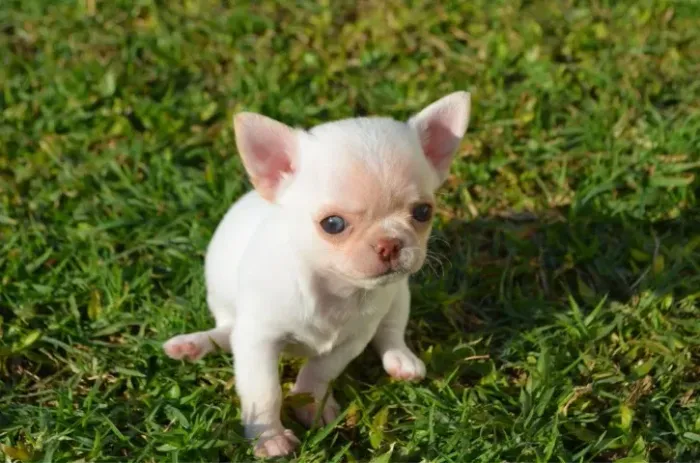 Chihuahua Adote um Amigo para Todas as Horas!