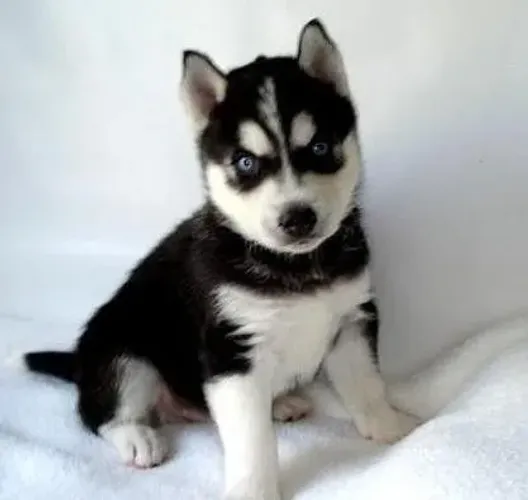 Husky Siberiano para sempre ao seu lado