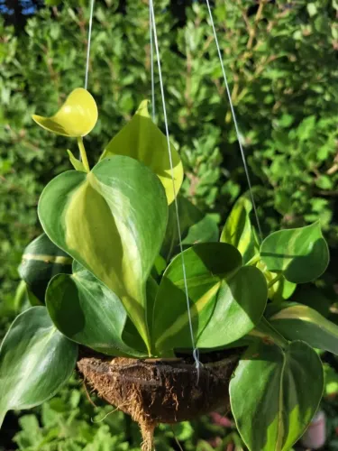 Philodendron Brasil em vaso suspenso