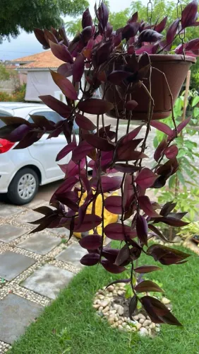 Mudas de plantas variadas