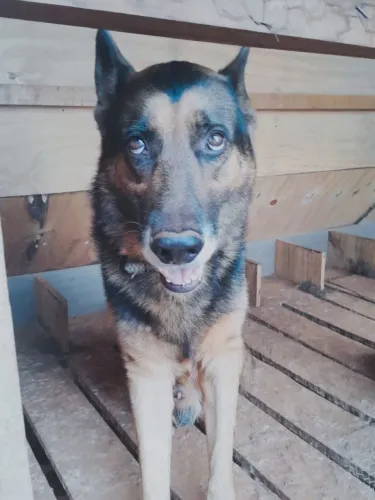 Filhote.Pastor  alemão capa preta