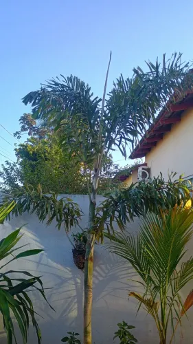 Palmeira rabo de raposa