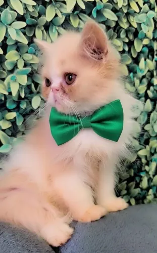 Filhotinho de gato persa (peke-face)