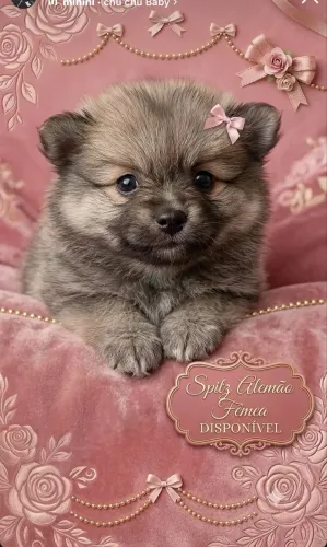Spitz alemão