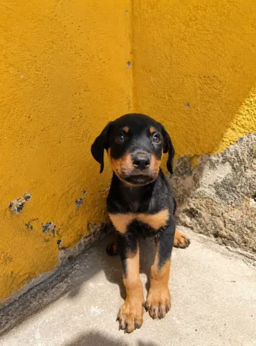 Cachorro rottweiler puro
