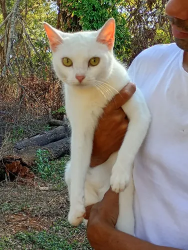 Gatos disponíveis para adoção