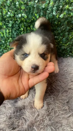 Cachorro hasky siberiano