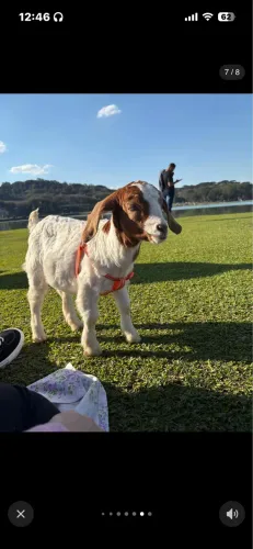 Cabra