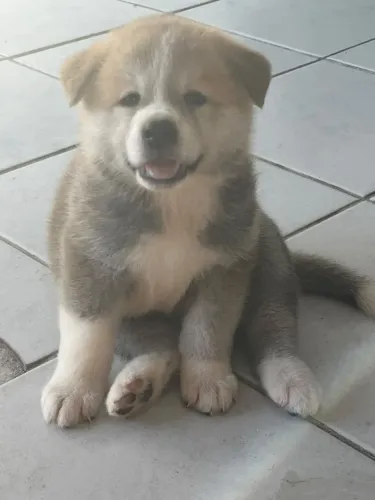 FILHOTE DE AKITA DISPONIVEL EM JOÃO PESSOA