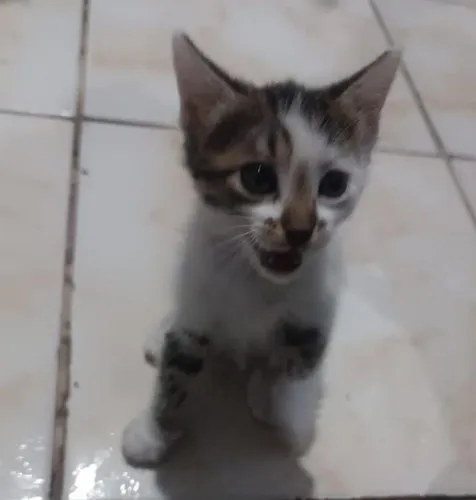 Gatinhos Para adoção responsavel