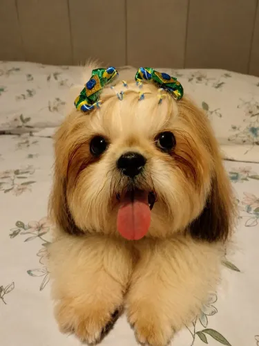 Cachorra Na Raça Shitzu