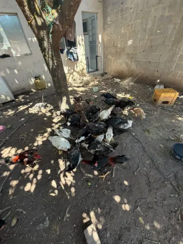 Vende-se Galinhas galos e patos *