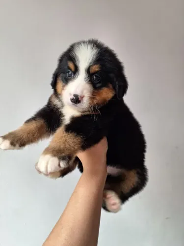 Bernese Mountain - Filhotes peludos e adoráveis 