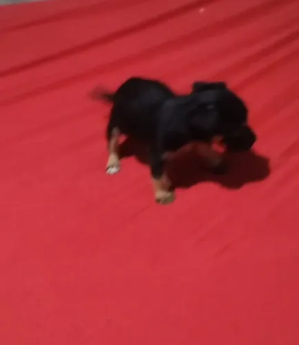 Pinscher macho