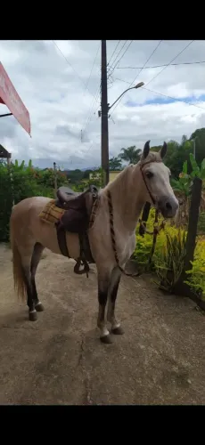 Cavalo