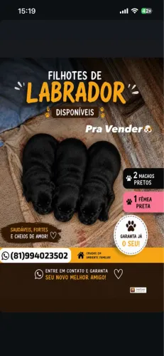 Filhotes de Labrador A Venda 