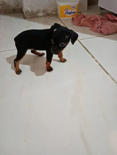 vende se pinscher 