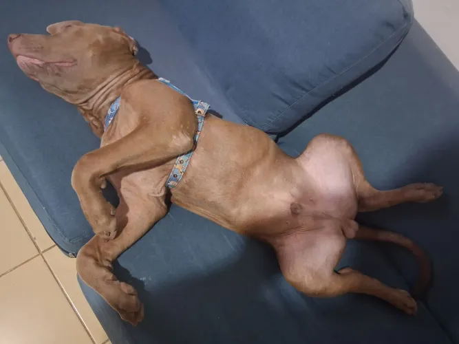 Cachorro