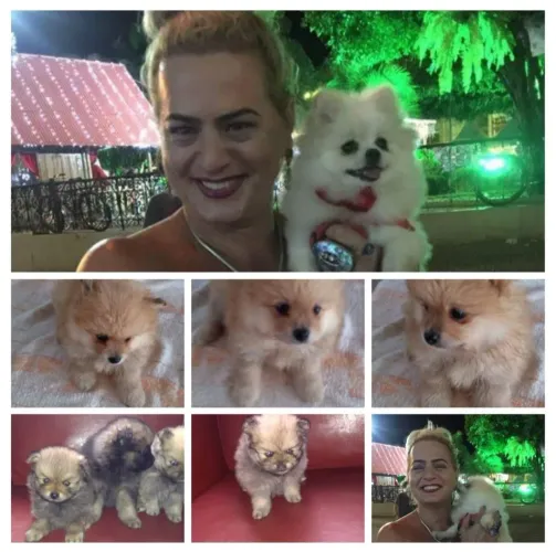 Spitz verdadeiras jóias macho e fêmea