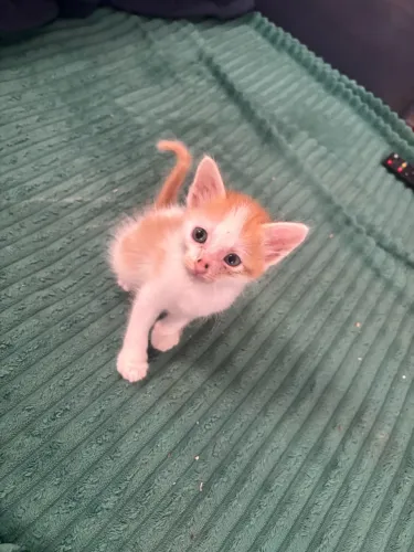 Gato filhote pra doação