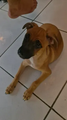 Cachorro para doação 