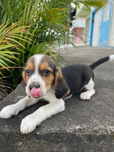 Cachorro beagle macho