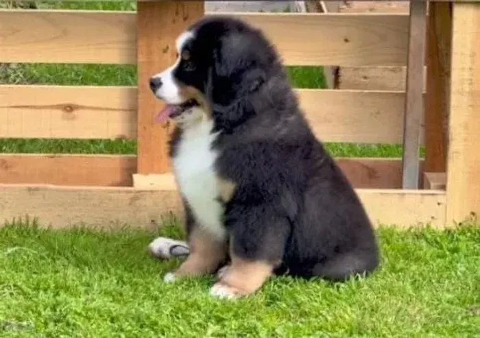 Filhoets de Bernese | Pura felicidade.