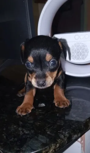 Raça pinscher