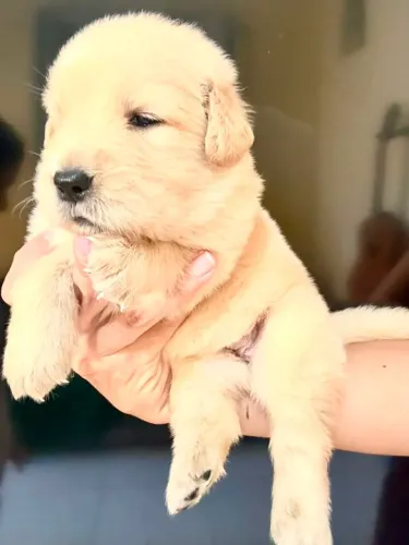 Filhotes de Golden Retriever com Pedigree