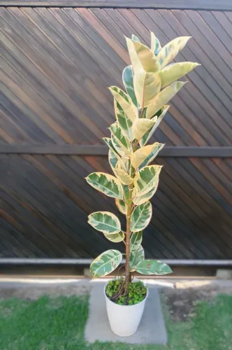 Ficus Elastica Variegata. Tineke. Planta Grande 1:80 cm.