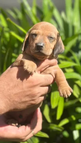 Cachorrinho salsicha