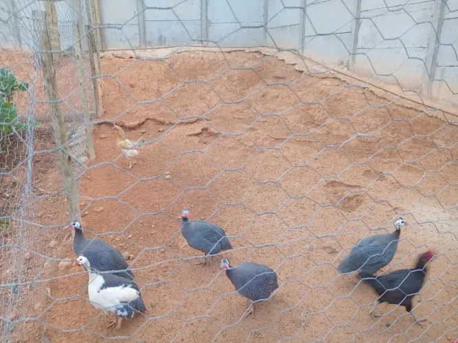 Galinhas da angola
