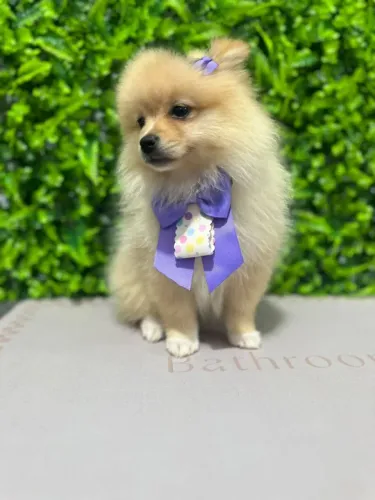 Spitz filhote fêmea
