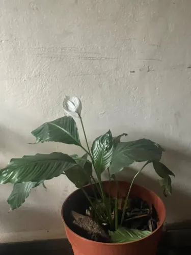 Plantas
