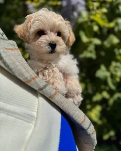 Poodle - Um Companheiro Especial para o Dia dos Namorados