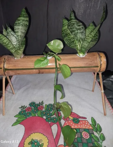 Arranjos de plantas