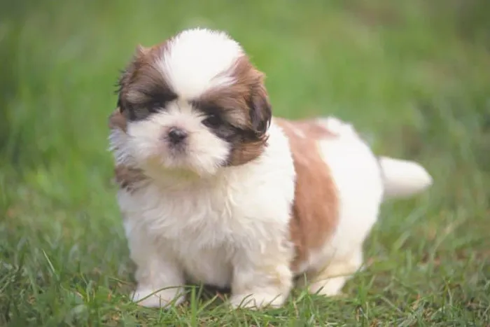 Lindos Filhotes de Shih Tzu - Companhia Incrível para você