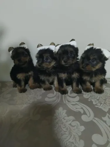 Yorkshire terrier mini filhotes
