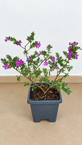Vendo Planta Chuva de Prata