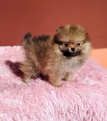 Filhote de cachorro (DOAÇÃO)