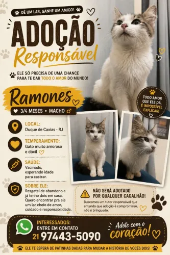 Adoção gato macho
