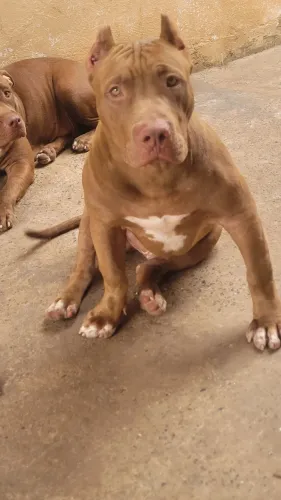 Filhote 10 meses pitbull macho