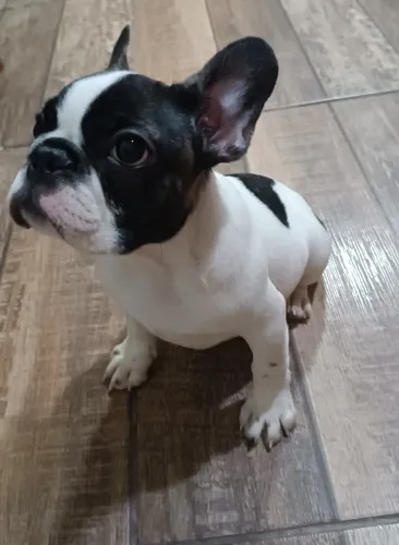 Filhotes de Bulldogue Francês (Fêmeas)