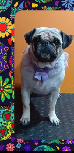 Vendo Pug Fêmea 