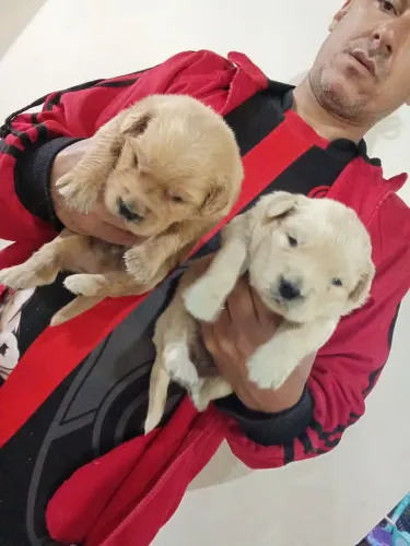 Lindos filhotes de Golden
