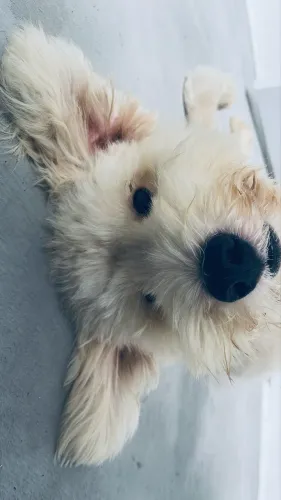 Doação de um cachorrinho muito dócil