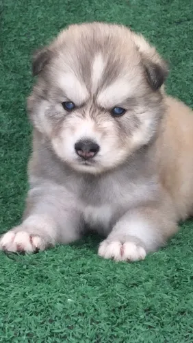 Filhotes de husky siberiano Wolly 