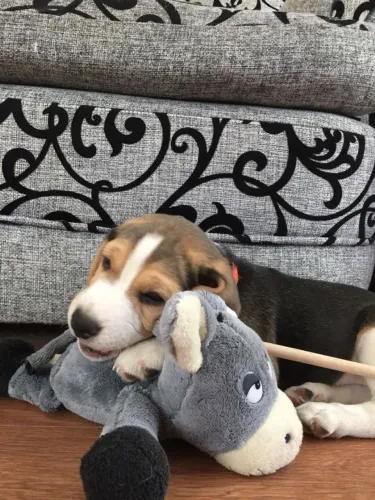 Beagle Filhotinho para fazer parte da sua próxima fase